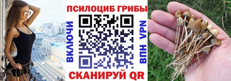 Псилоцибиновые грибы Psilocybe  Купить  Дубна 